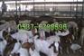 养什么羊最赚钱 养羊几个月能出栏养羊方法