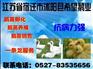 供应鹅苗 现在鹅苗价格 江苏鹅苗价格 鹅苗价格