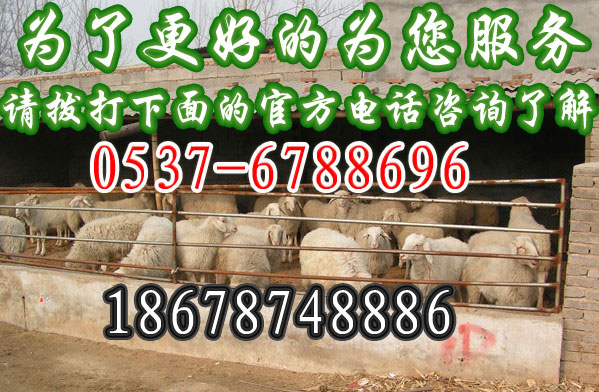 十堰养羊场，十堰市养羊场适合养什么羊T十堰养羊场电话，十堰养