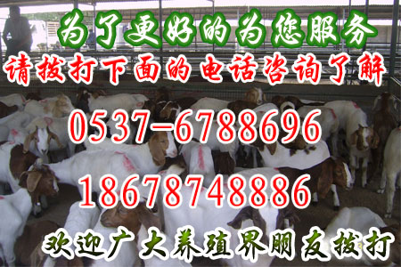 养羊技术