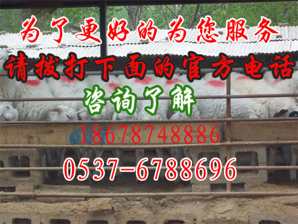 竹山养羊场，湖北竹山县养羊场适合养的品种G竹山养羊场地址R竹