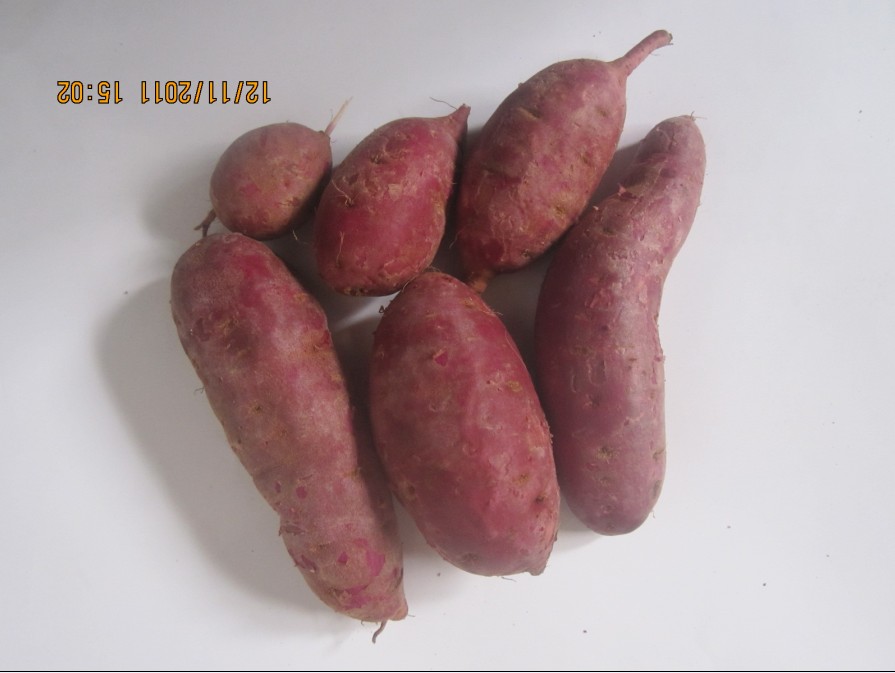 供應(yīng)紫薯種植基地