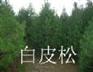 白皮松/山西白皮松/白皮松基地/白皮松价格/白皮松价格最低价