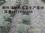 供应郴州马尼拉草皮（长沙绿化草坪）马尼拉草坪直销