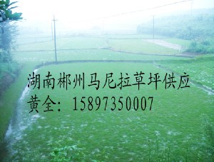 专业经营马尼拉草坪  马尼拉草皮批发 马尼拉草坪厂家&nbsp;&nbsp;专业经营草坪