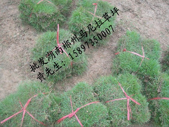 专业经营马尼拉草坪  马尼拉草皮批发 马尼拉草坪厂家&nbsp;&nbsp;专业经营草坪