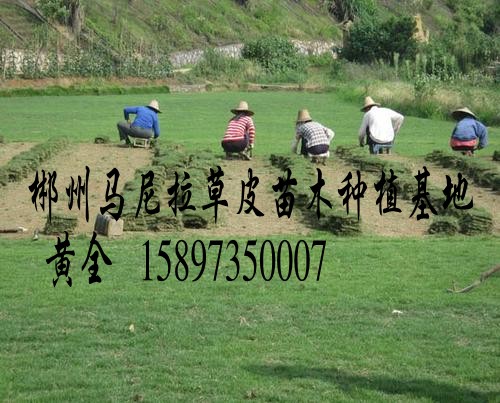 专业经营马尼拉草坪  马尼拉草皮批发 马尼拉草坪厂家&nbsp;&nbsp;专业经营草坪