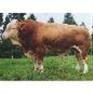 供应河北12年肉牛价格，肉牛养殖场在河北什么地方