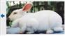 獭兔价格.目前獭兔价格.尚村最新獭兔价格