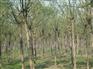 供应8公分国槐@陕西8公分国槐价格@国槐报价 合欢 法桐