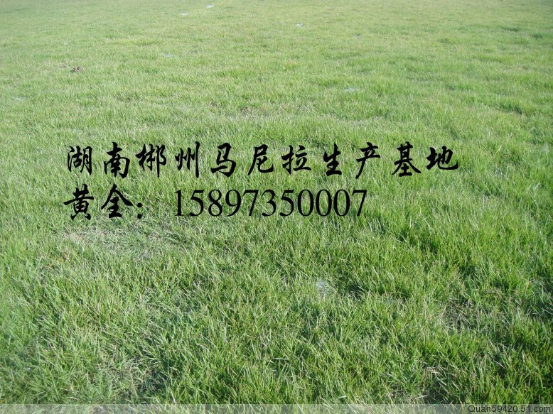 供应马尼拉草（马尼拉草价格）求购马尼拉草网