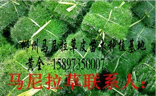 供应马尼拉草（马尼拉草价格）求购马尼拉草网