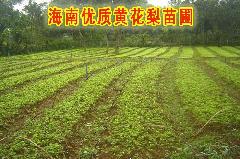 供應(yīng)廣西玉林供應(yīng)商海南黃花梨苗