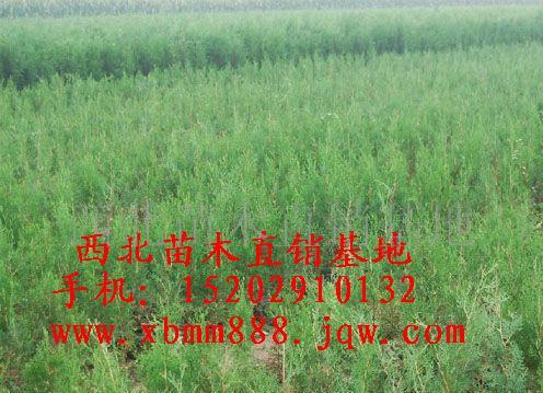 【陜西側(cè)柏苗最新價(jià)格】【求購側(cè)柏苗】【供應(yīng)側(cè)柏苗】【側(cè)柏苗】