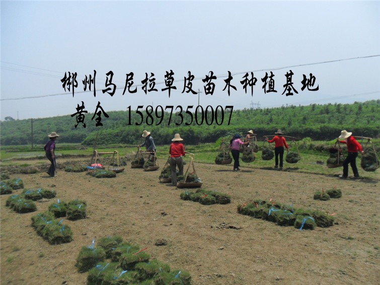 广西马尼拉草=广西草皮=广西草坪价格