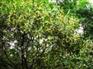 南京桂花树价格 桂花价格直销 桂花树价格更新