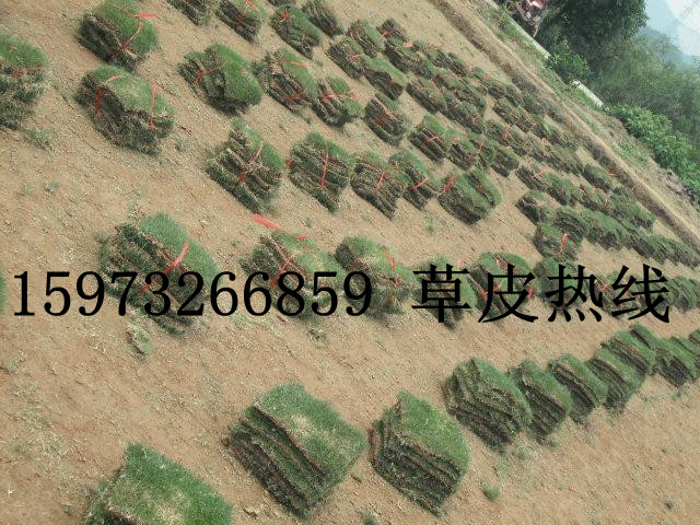 四川草坪【成都草坪】秒杀价