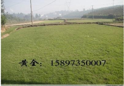 郴州绿化草坪=绿化草坪价格=供应绿化草坪