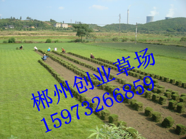 供应贺州草坪-昆明草坪-玉溪草坪-最新{价格}