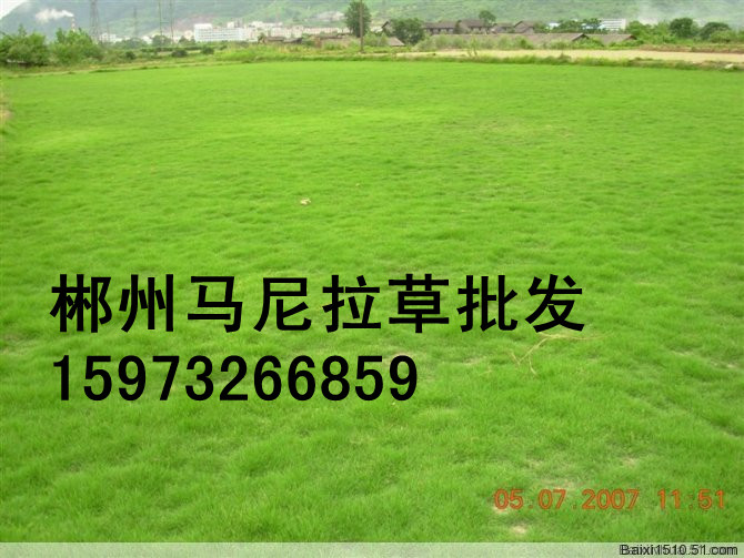 供应贵阳草皮——价格——【图】