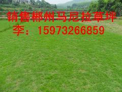 供应常德草皮——邵阳草皮——全新价格