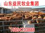 供应索山东肉牛价格《》索山东肉牛价格《》索山东肉牛价格《》
