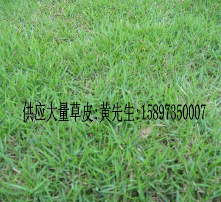 长沙马尼拉草皮=(长沙草皮)价格&nbsp;&nbsp;长沙草皮价格