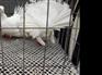 怎样养殖肉鸽 怎样养殖种鸽