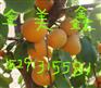 供应金太阳杏，金太阳杏批发，陕西金太阳杏批发，金太阳杏价格。