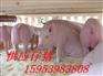 供应临沂仔猪价格信息
