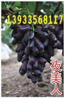 供應(yīng)粒粒特葡萄苗溫克葡萄苗紅巴拉多葡萄苗