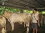 供应河南肉牛价格肉牛多少钱一头河北肉牛犊价格
