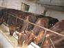 供应鲁西黄牛价格/肉牛价格/肉牛犊养殖