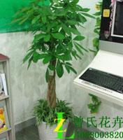 成都花木批發(fā)【曾氏花卉】|成都花卉租擺公司|成都花卉租賃