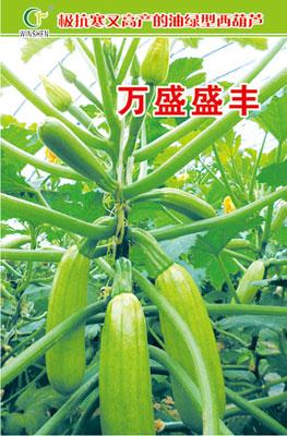 壽光萬盛種業(yè)專業(yè)進(jìn)口高產(chǎn)西葫蘆種子批發(fā)