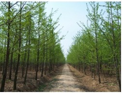供應(yīng)苗木基地專業(yè)種植銀杏