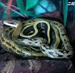 供應(yīng)野生蛇的馴養(yǎng)養(yǎng)殖技術(shù)