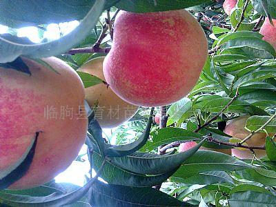 供應(yīng)桃苗品種
