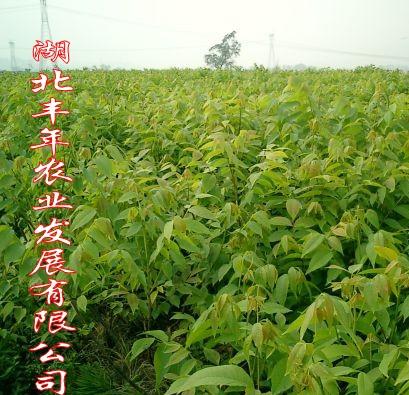 供應薄皮核桃苗|山西核桃苗|萬畝核桃苗種植基地
