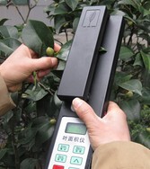 三葉木通葉面積測(cè)量方法