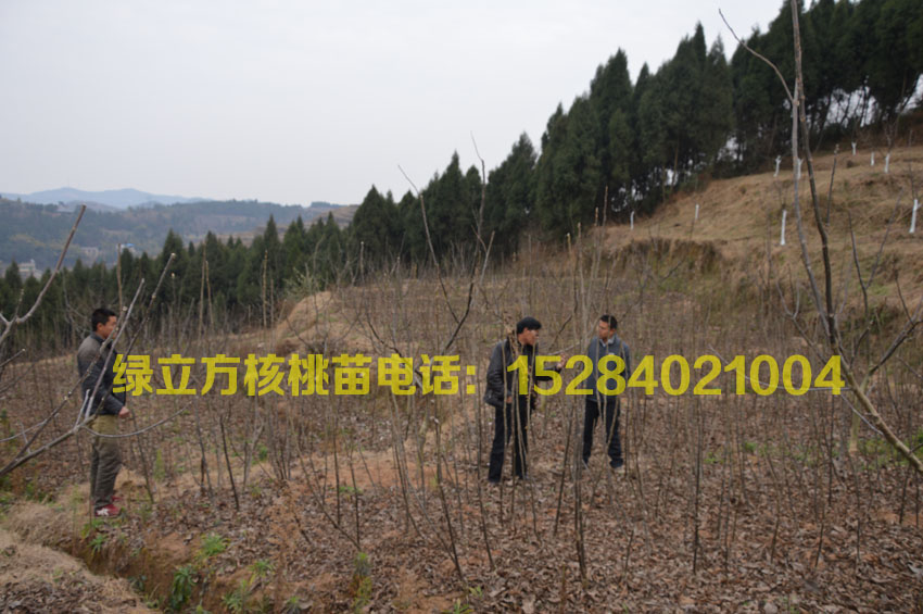 供應(yīng)核桃苗，核桃嫁接苗，四川核桃嫁接苗