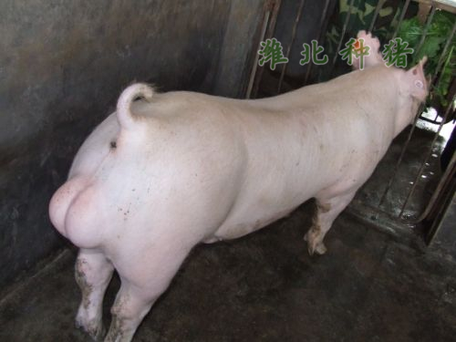 供應(yīng)品種豬