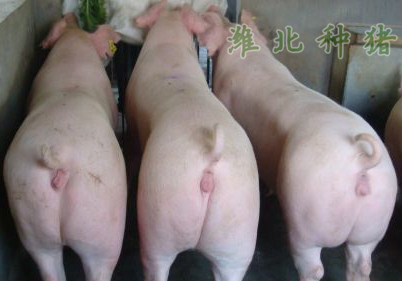 供應后備母豬