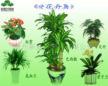 贵州新意兴园林有限公司