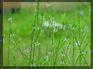 青岛百草香芳香植物有限公司大量供应日本绿苏种子