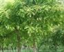 【紫葉李】【紅葉楊】【速生國槐】批發(fā)、培育基地