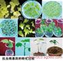 棉花基因转化服务