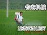 新型打药机   雾状喷雾器  拉管式打药机