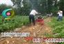 土豆收获机  花生收获机  新型收获机