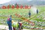 新一代一车打药机 汽油动力喷雾器